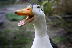 Duck Talking